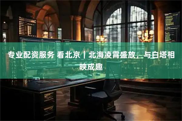 专业配资服务 看北京｜北海凌霄盛放，与白塔相映成趣